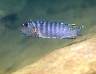 Tropheops kamtambo 'Luwala Reef'